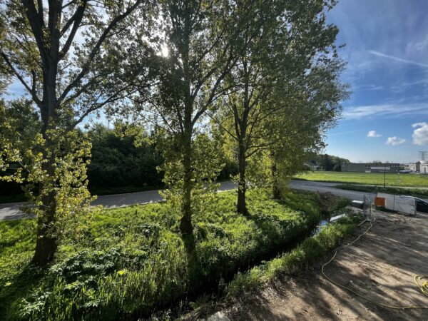 Drie bomen langs de Broekdijk West met een weg, groenstrook en bedrijventerrein op de achtergrond onder een blauwe lucht.